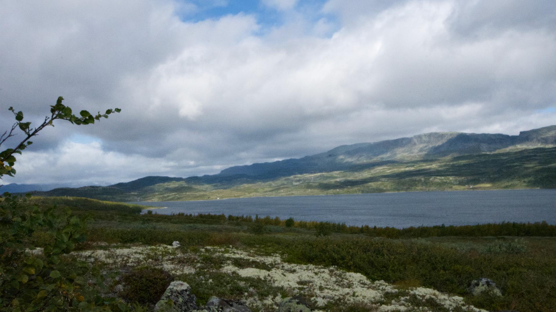 Rødungen